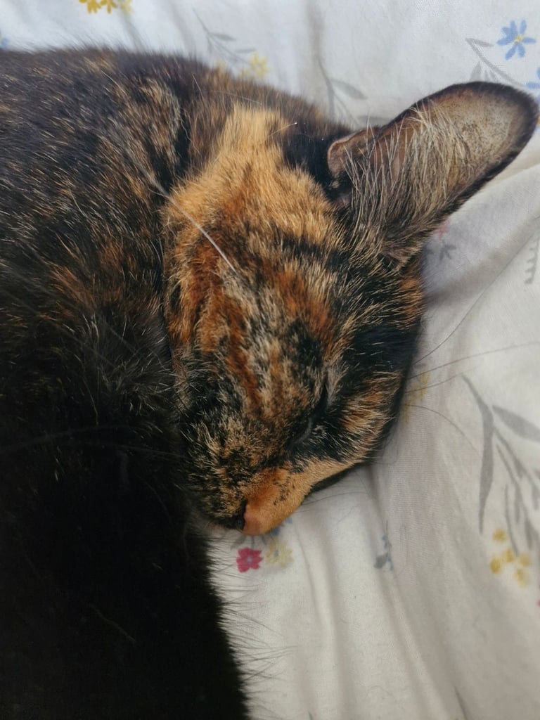 BEAUTIFUL TORTY SAGE 