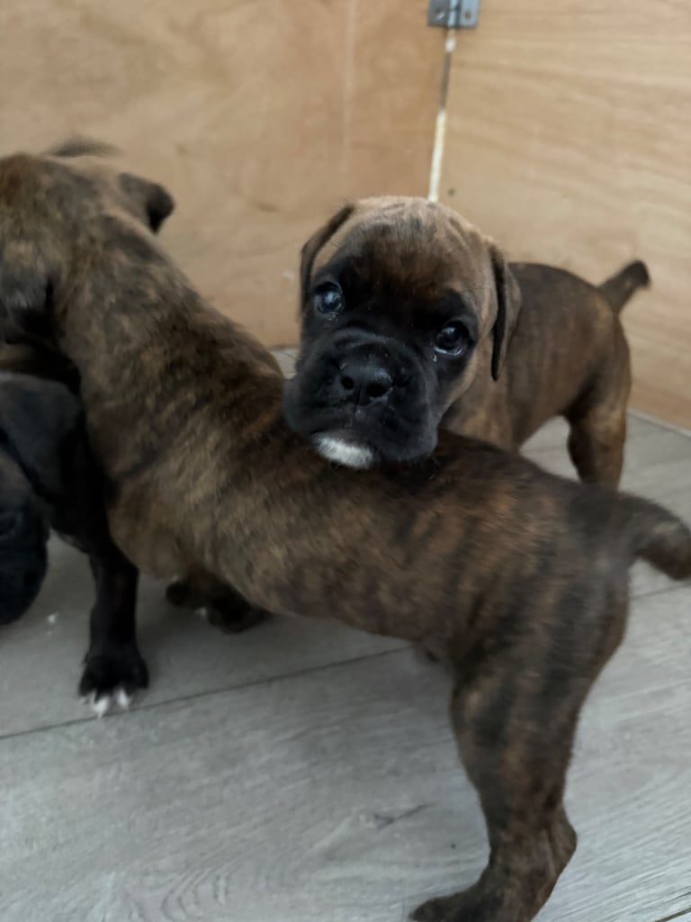 KC Boxer puppies - bobtail & longtail 🐶🩷💙