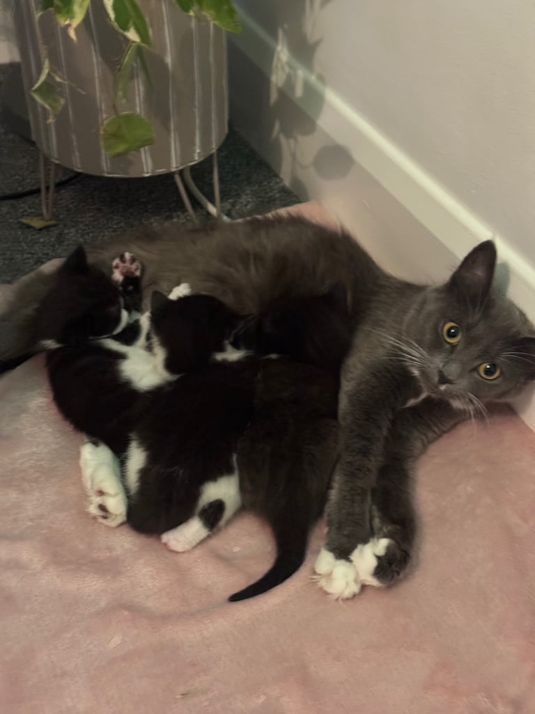 Kittens 