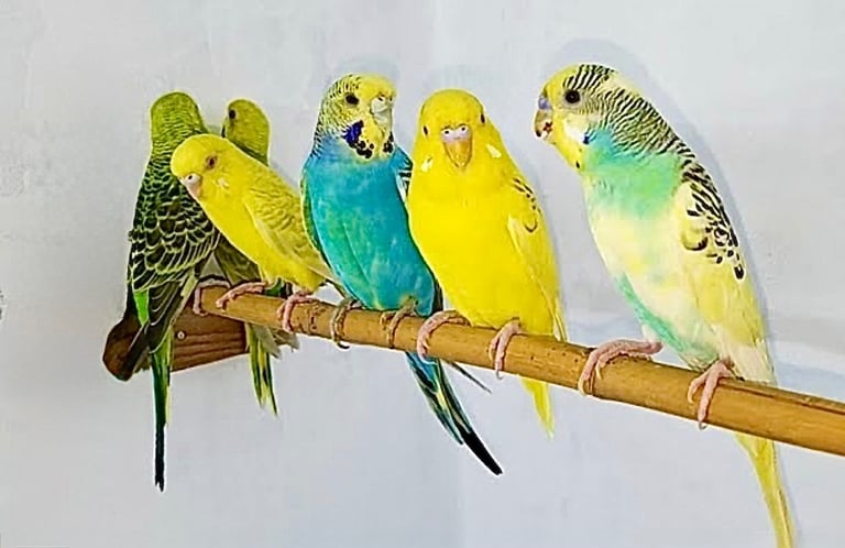 Beautiful Baby Budgies & Cages - Various Mutations.