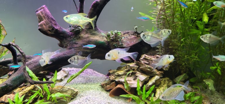 200L Fish Tank