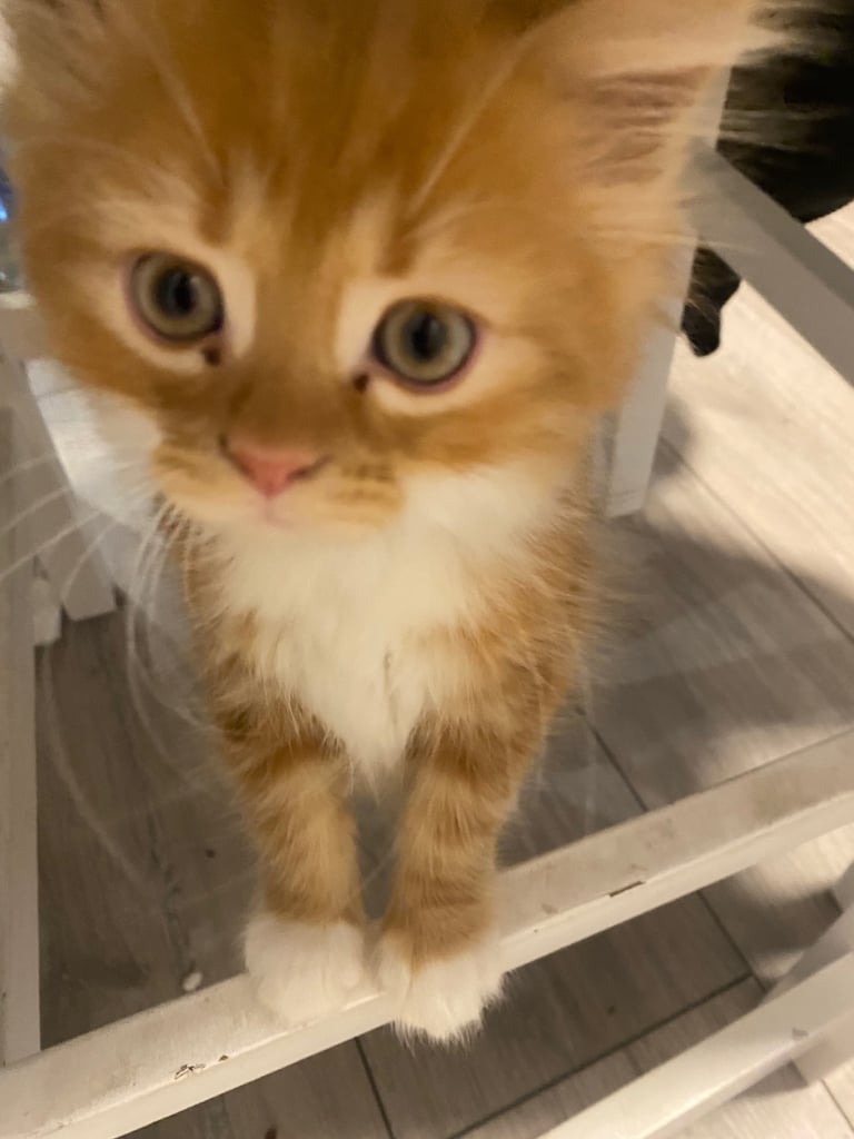 image for British long hair kittens 