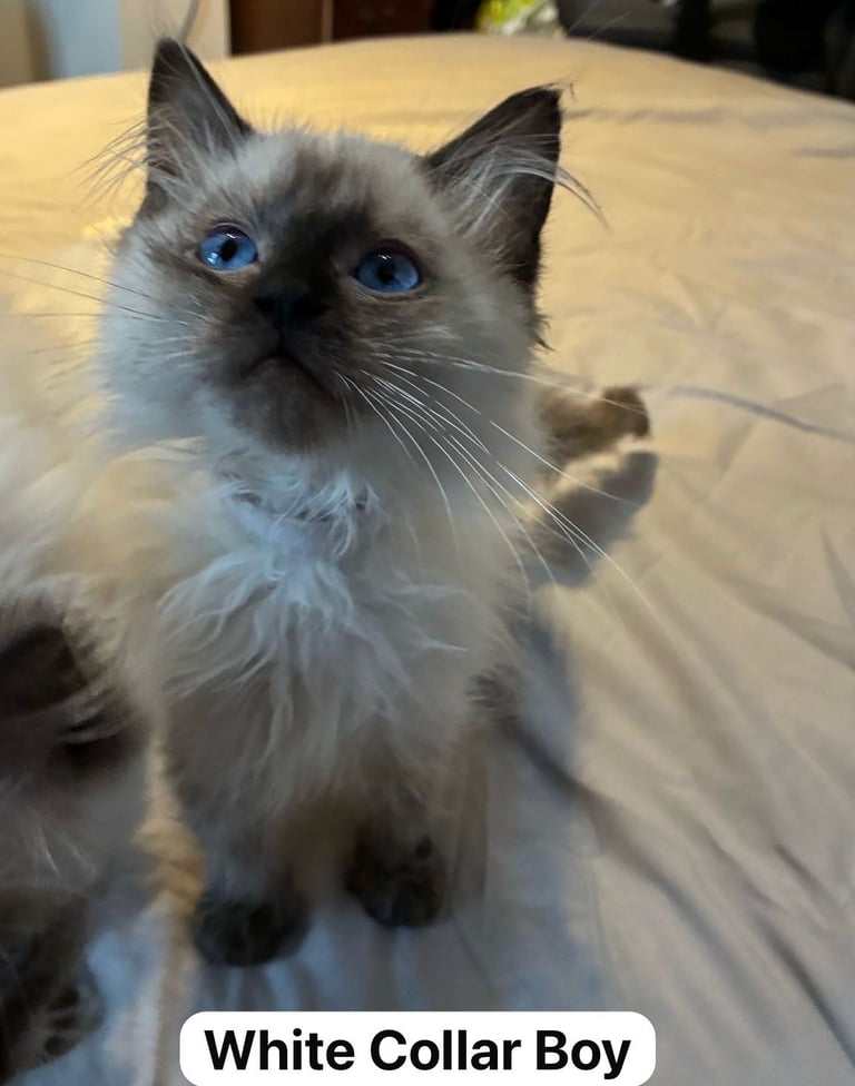 GCCF Championship Line Ragdolls