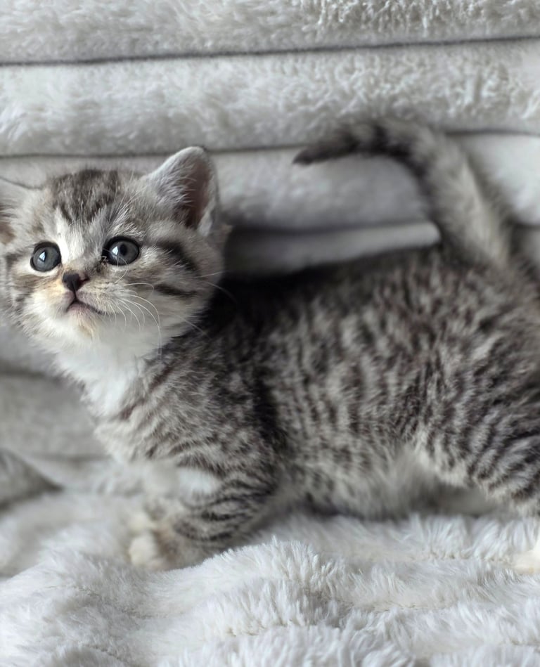 image for Gorgeous British Shorthair kittens cross