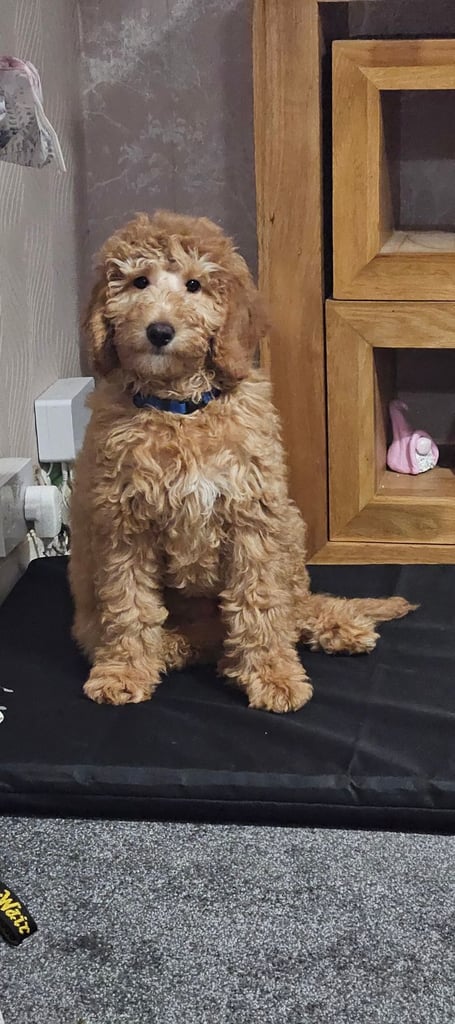 FULLY VACCINATED AND HEALTH TESTED F1B COCKAPOOS 