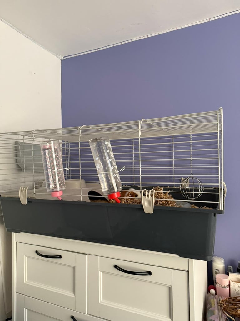 Guinea pig