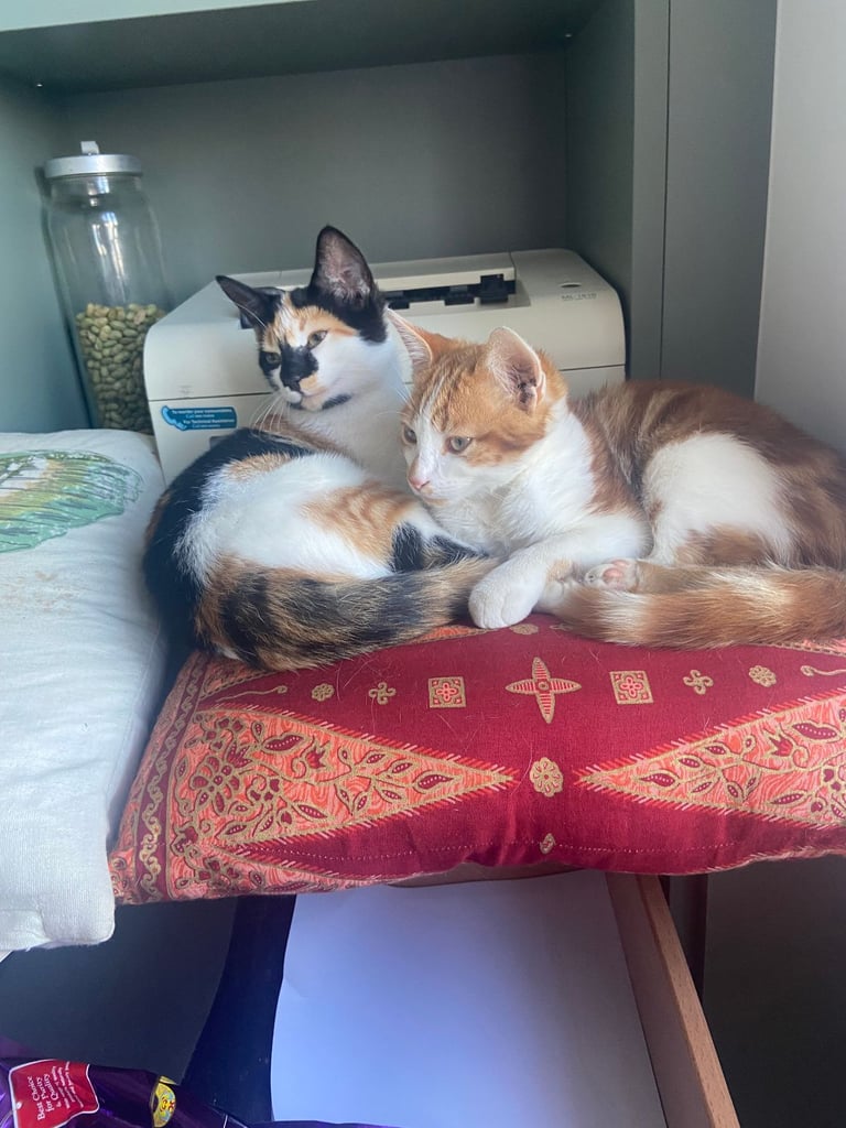 image for two kittens (siblings) for sale, 6 months old, £160 each