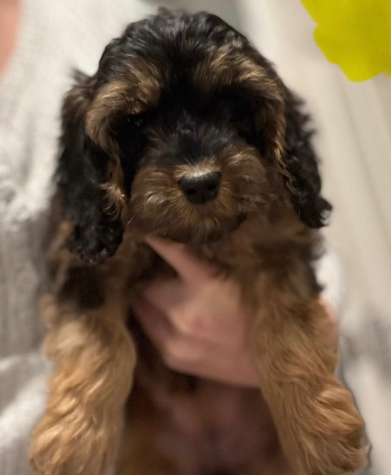 Heart Melting Show Cockapoo Pupd