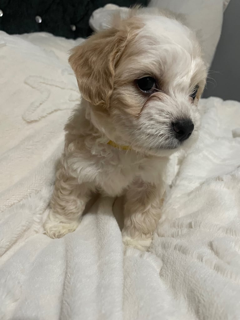 Cotton de tuller x cocker spaniel 