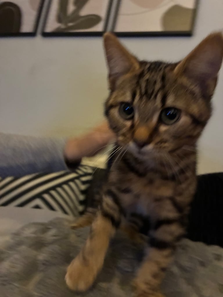 Fluffy grey kitten for sale/tiger colour kitten