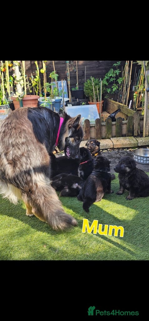 German sheperd dog LoNG HAIR