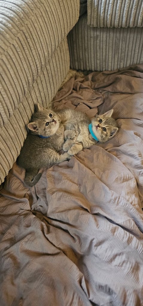 🐱 Gorgeous Persian × British Shorthair Kittens – Ready Soon 🐱
