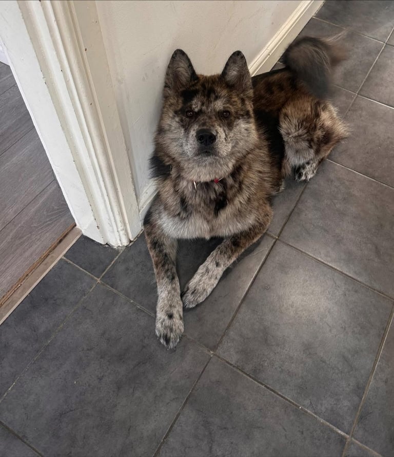 Beautiful German Shepherd × Chow × Alaskan Malamute Girl 