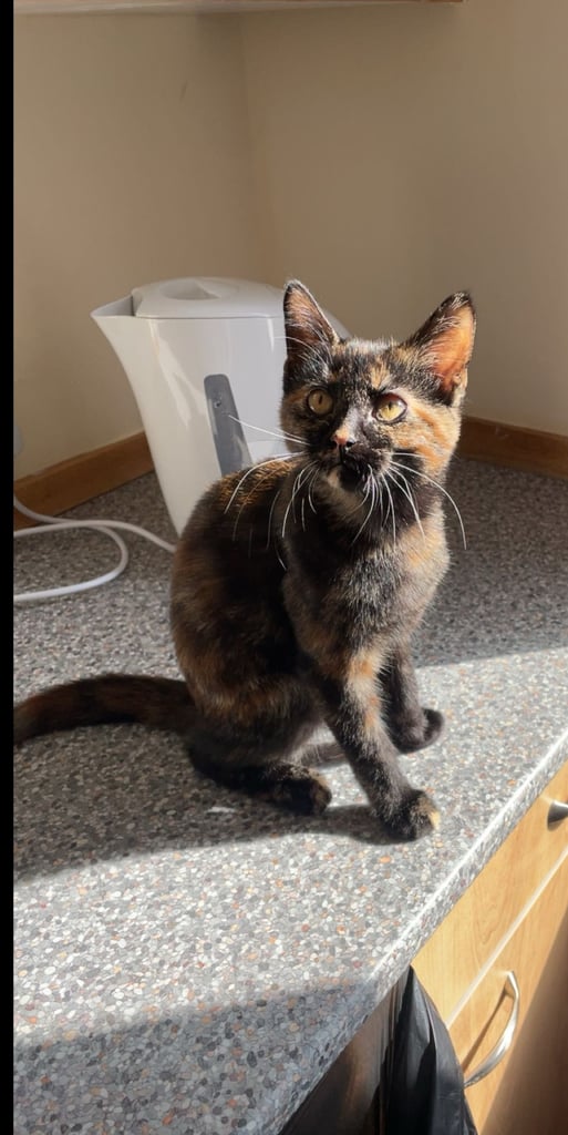 image for 4 month old kitten 