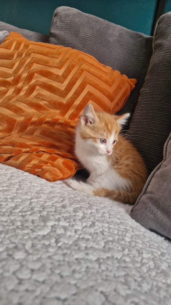 8 week old kittens 