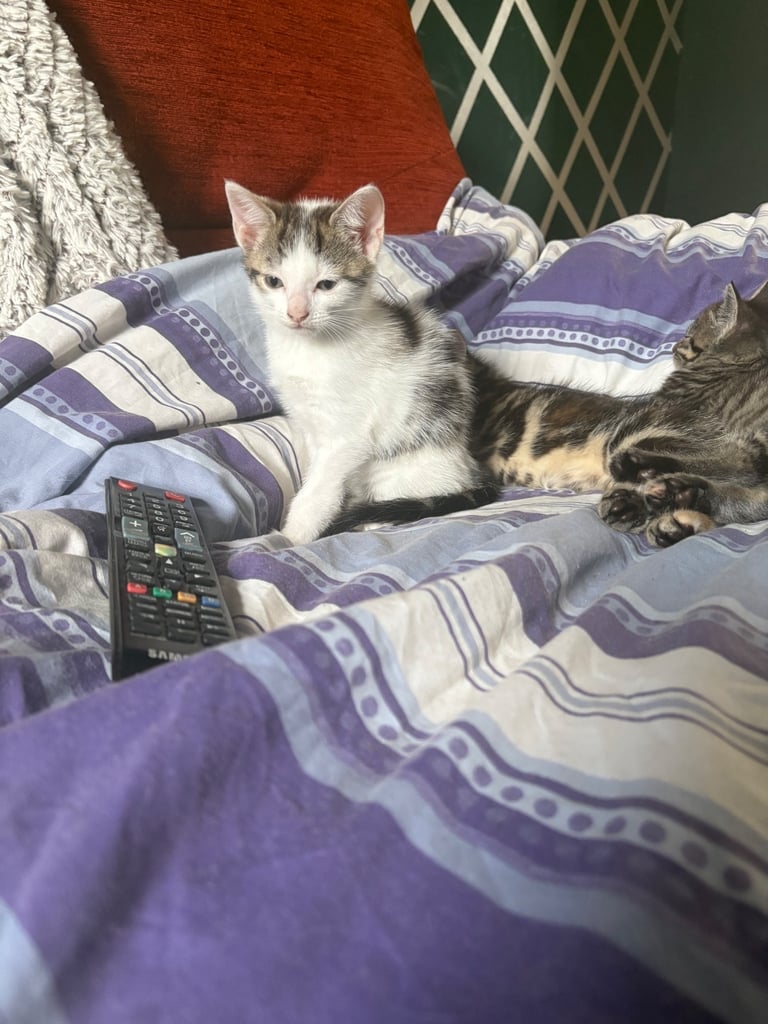 bsh x kitty 