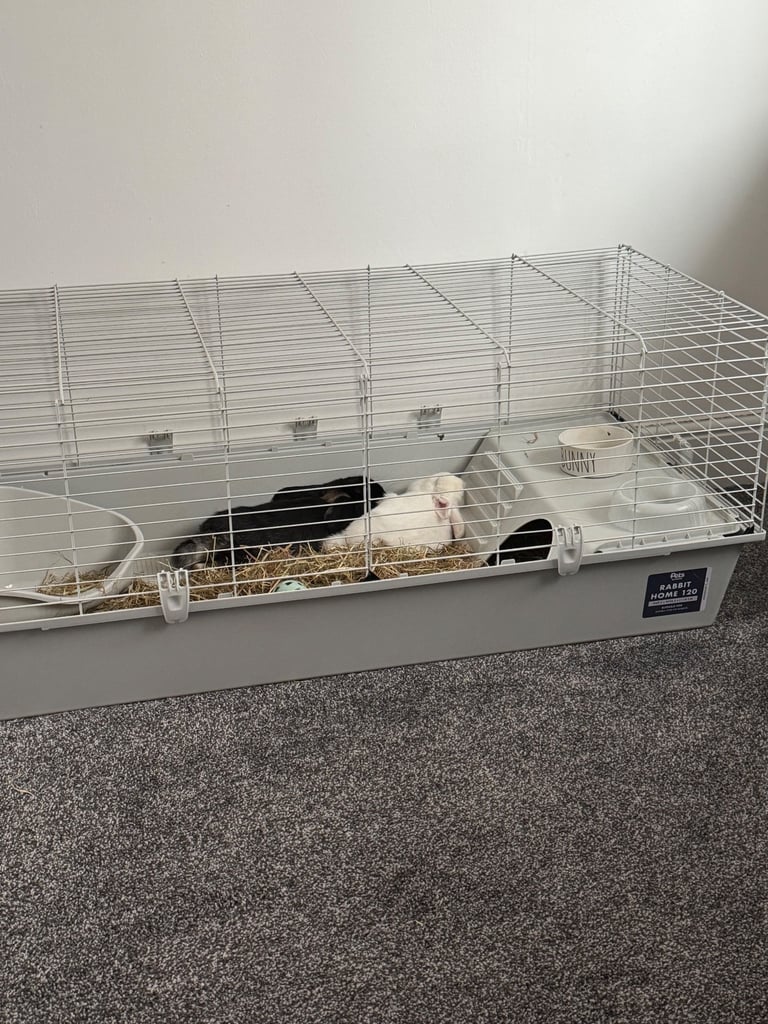 image for 2 female bunnies