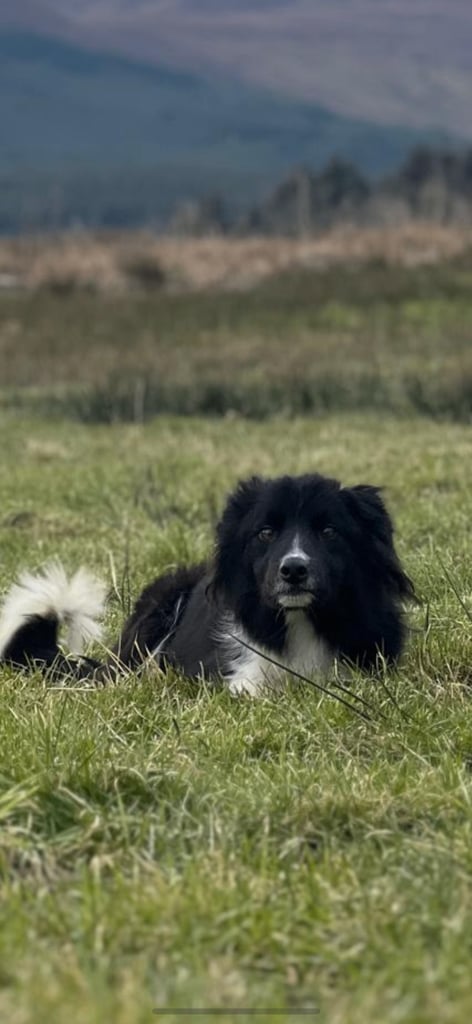 Beautiful non working collie 