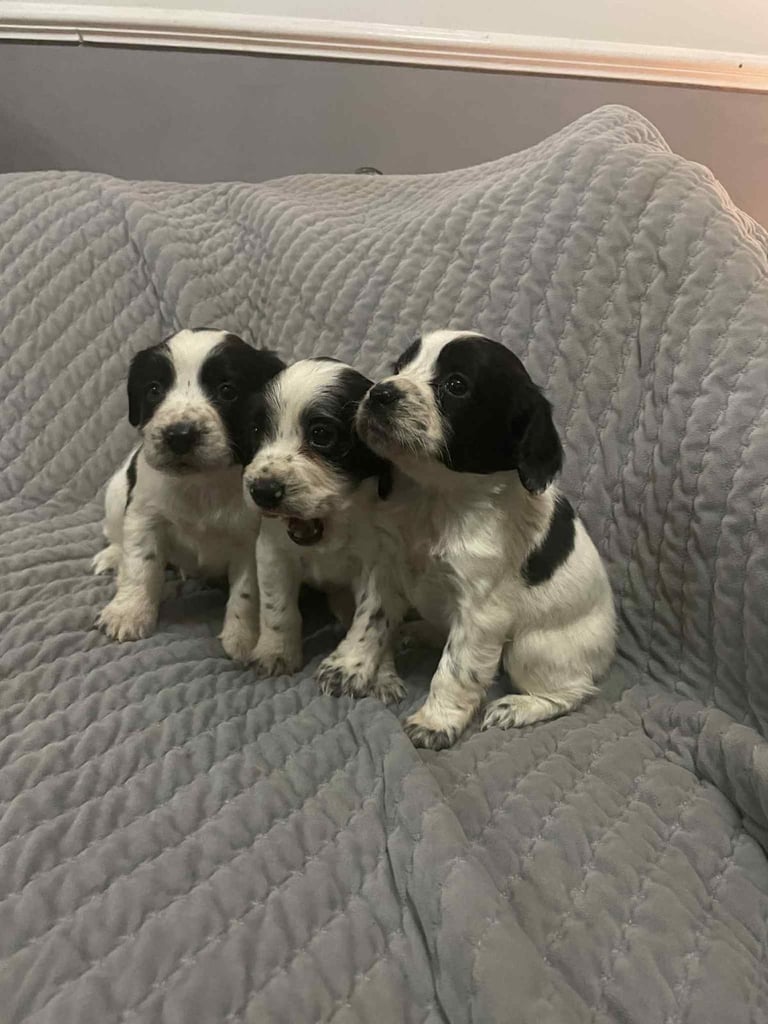 Cocker spaniel puppies