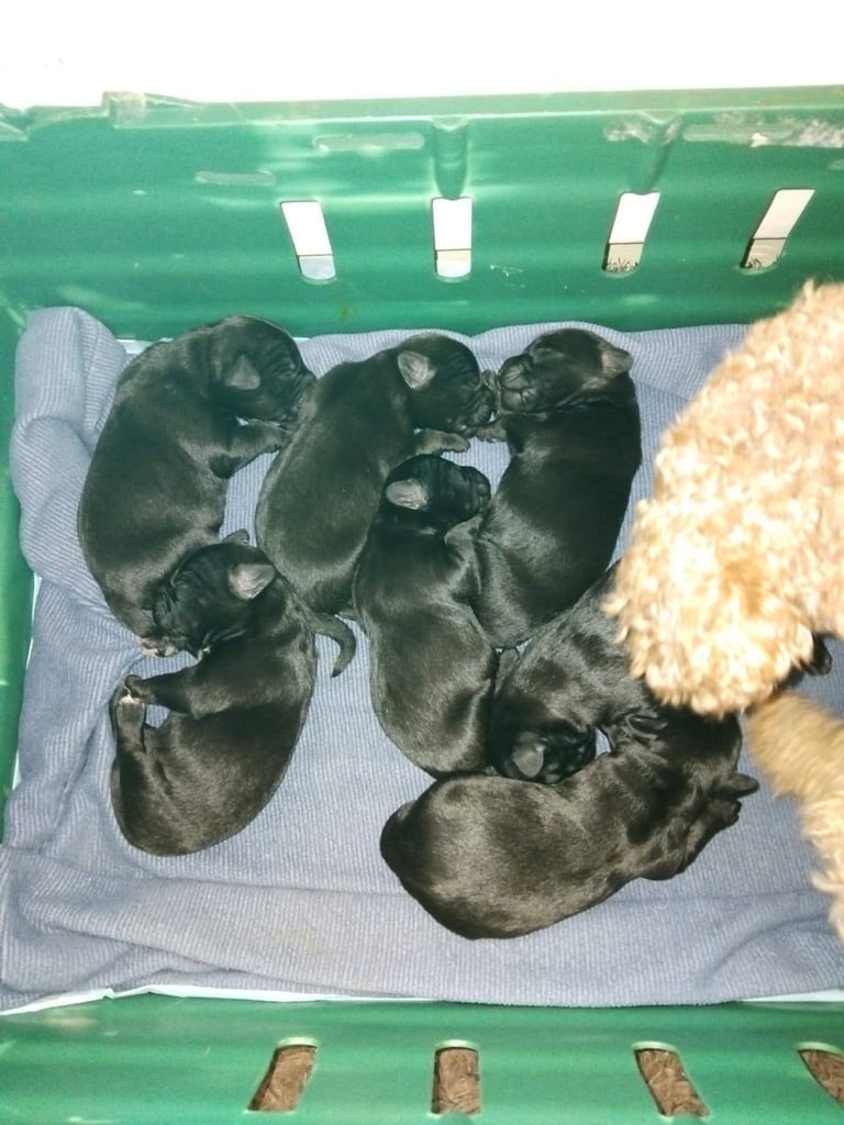 Miniature poodle cross frech bulldog puppies 