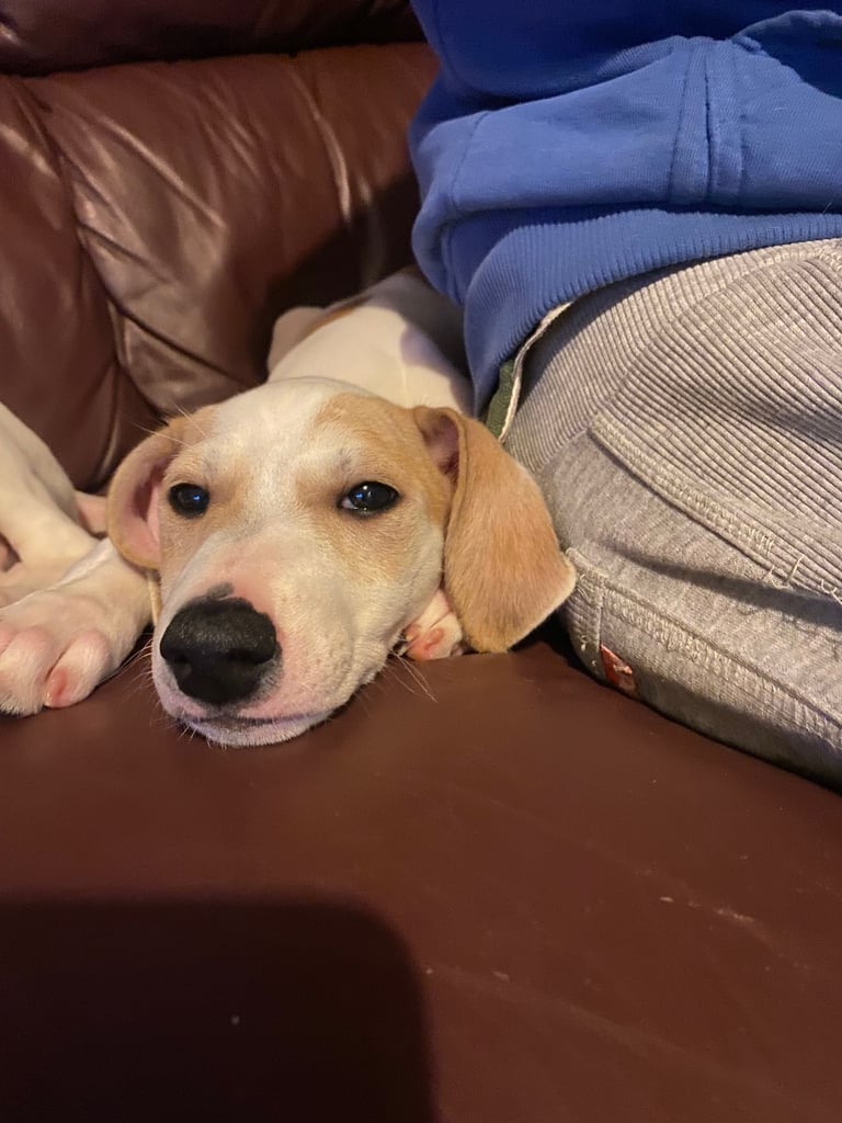 Lurcher pups
