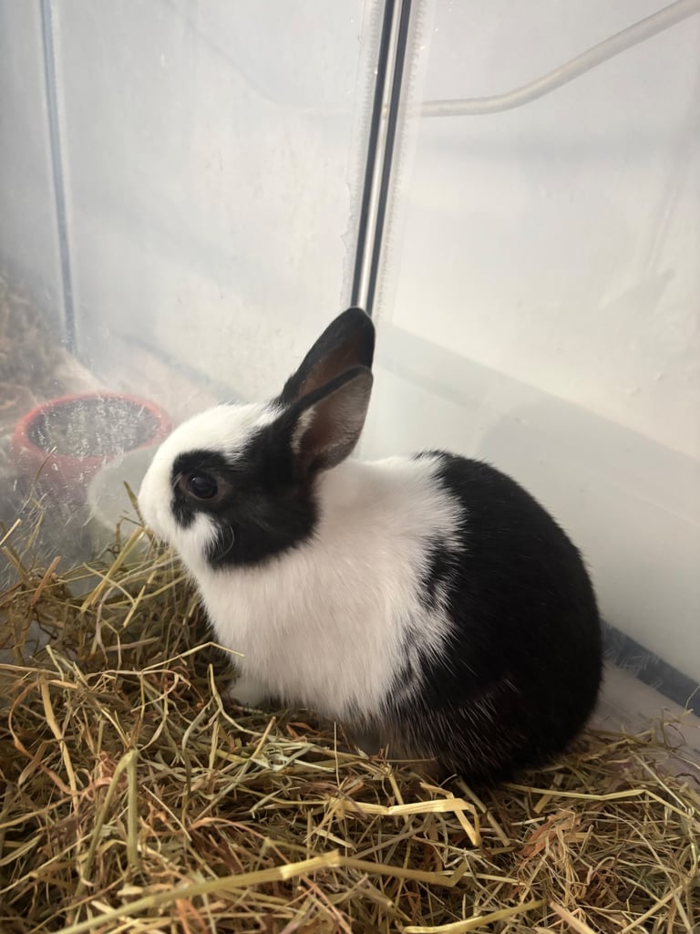 Baby boy Netherland Dwarf Rabbit 2 month old