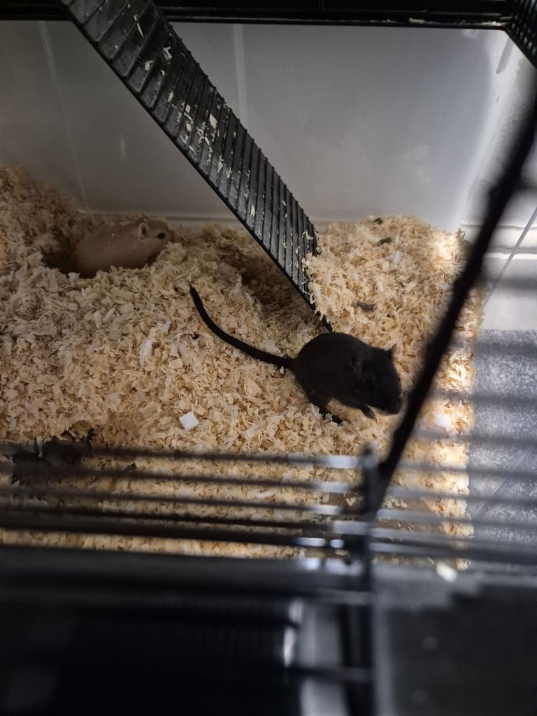 2 Female Gerbils 