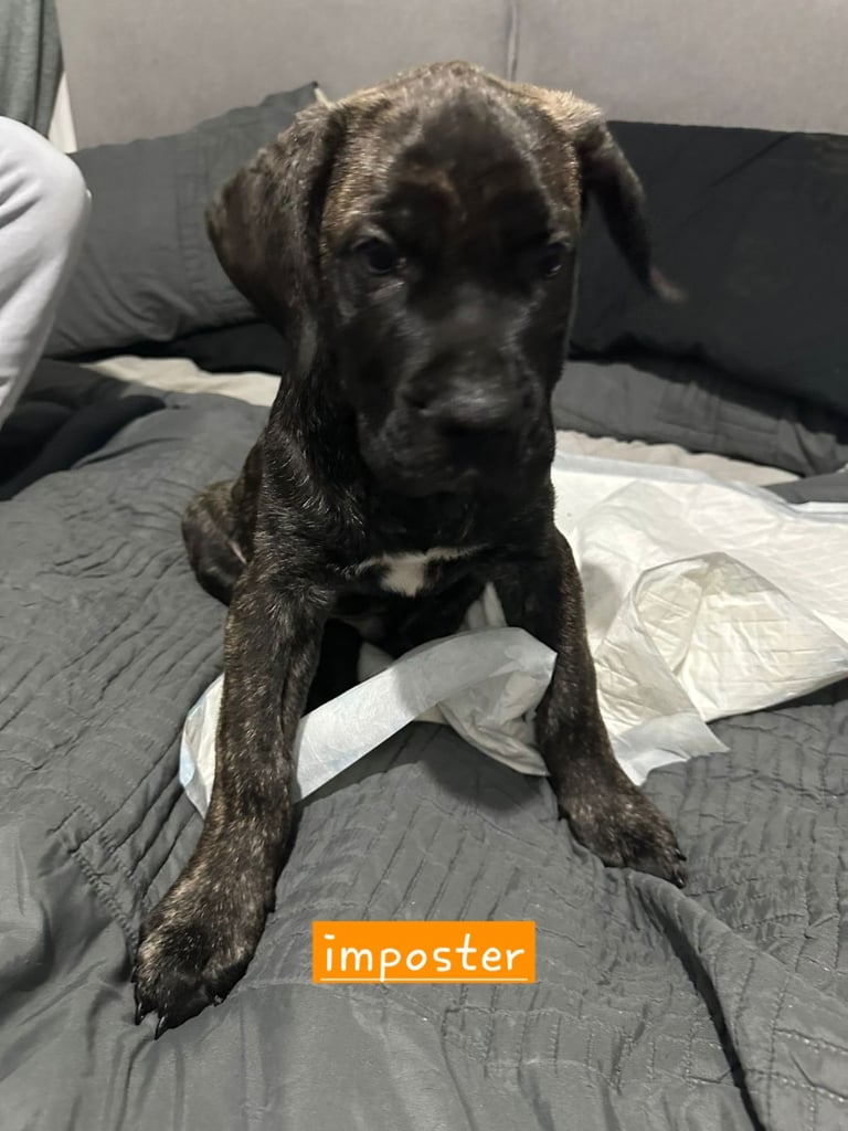 Pure presa Canario, 2years 6month old