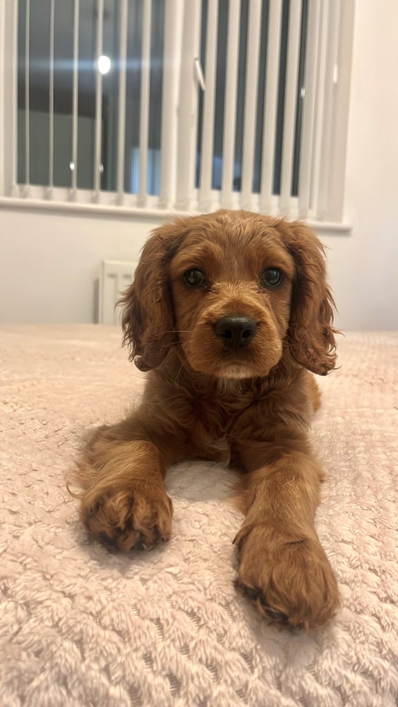 Rehome F1 Male Cavapoo Puppy.