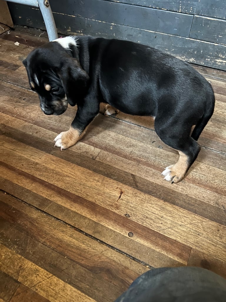 Old tyme english bulldog x Sproodle Puppy - Boy