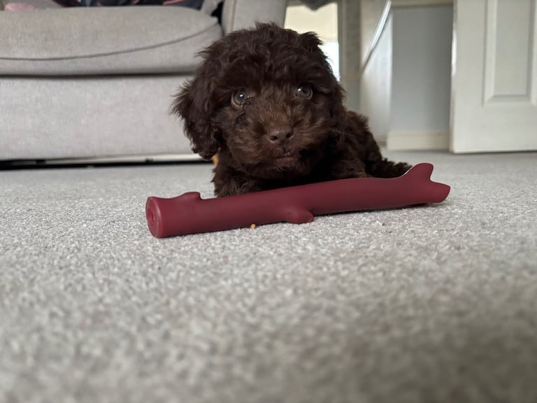 image for F1b Cockapoo female puppy