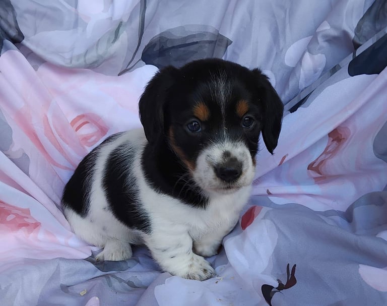 Two black and white boy puppys available 