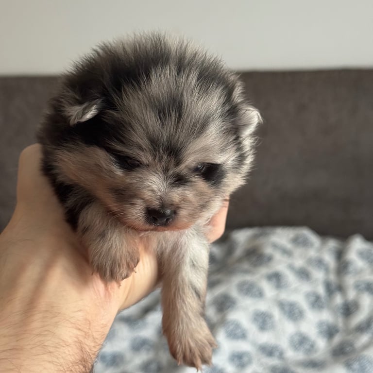 Fluffy and adorable Pomeranian puppies