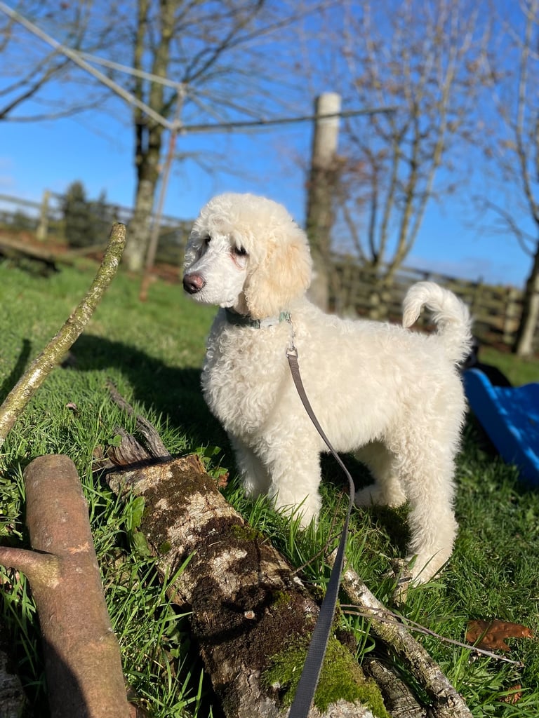 Standard poodle pup - one left