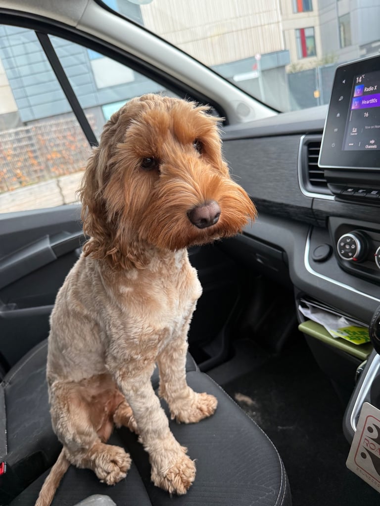 Cockapoo 18 months old 