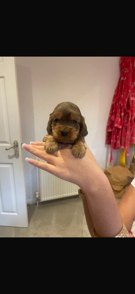 Full show type puppy 