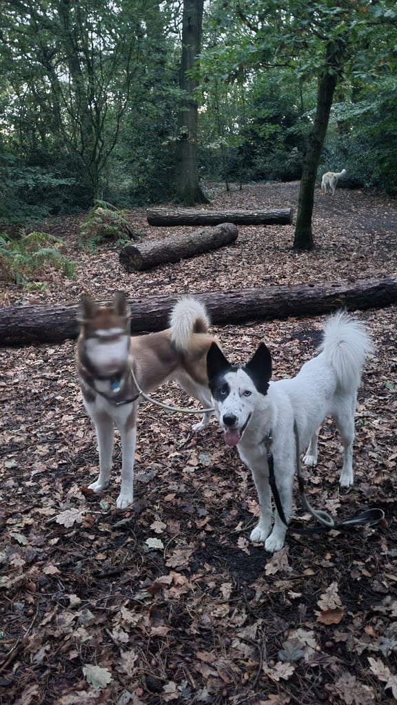 Siberian Husky boys 