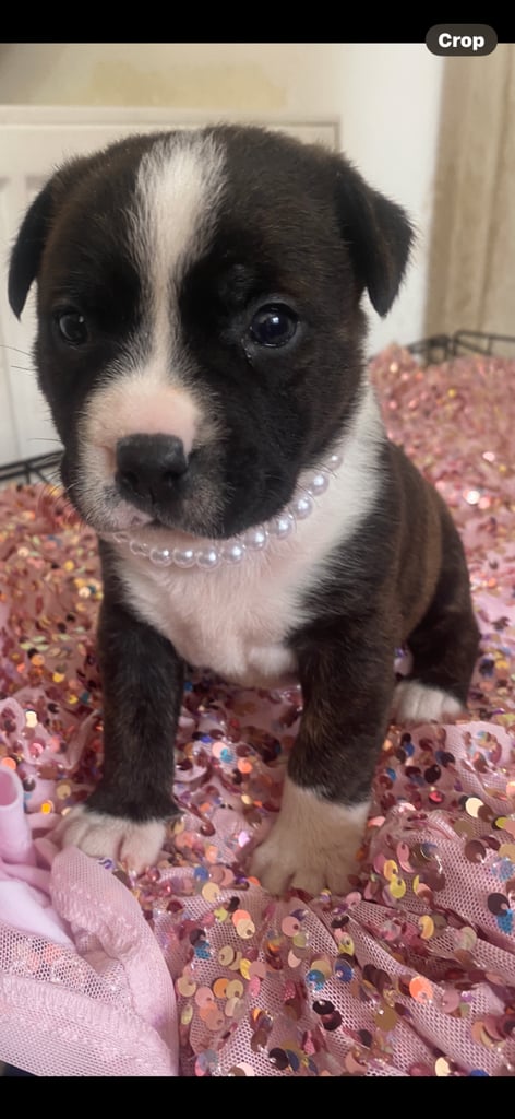 Beautiful pure stuffy puppies