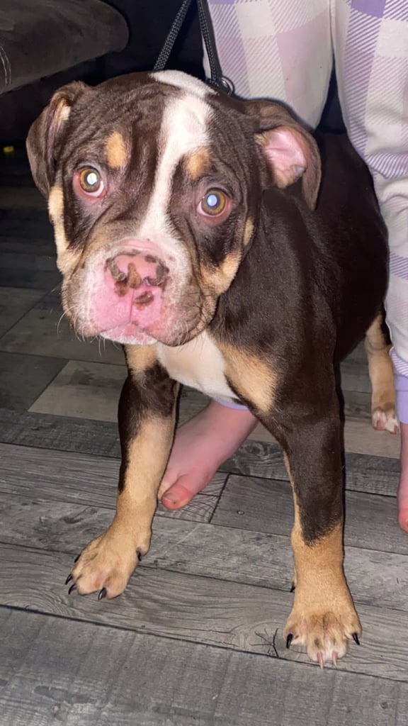 Olde English bulldog puppies 