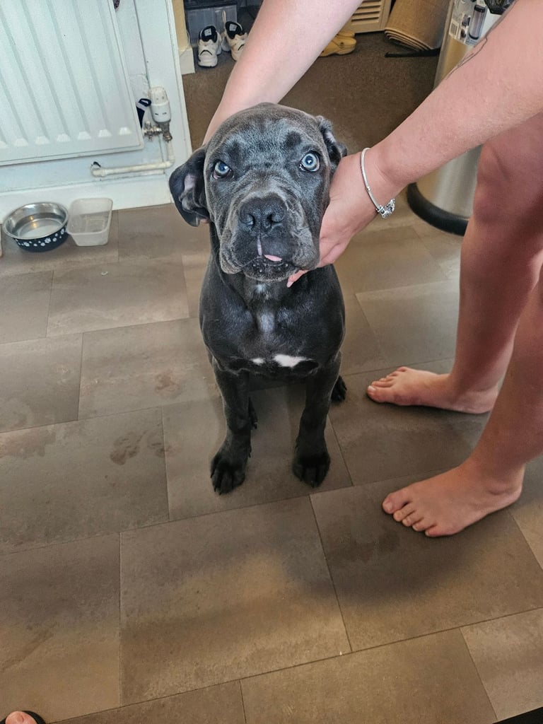 Cane corso pup 7 months old