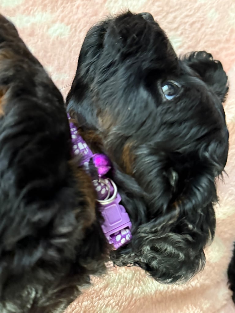 Cockapoo Girl Puppy F1 : 6weeks Old