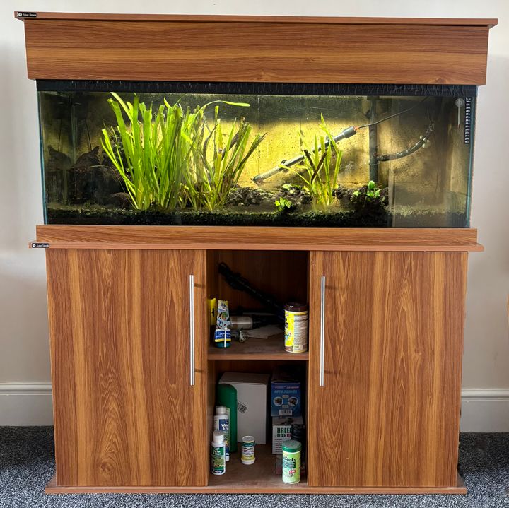 UNDER OFFER - Community Tropical Freshwater Fish.