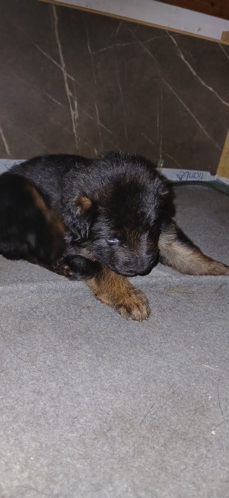 9 German Shepherd puppies for sale