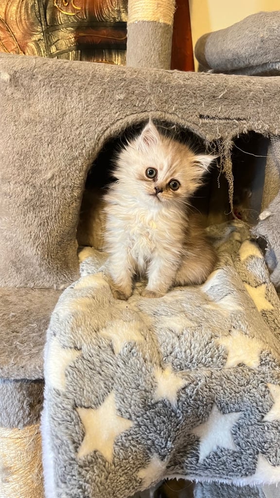 Ready to go Persian kittens 