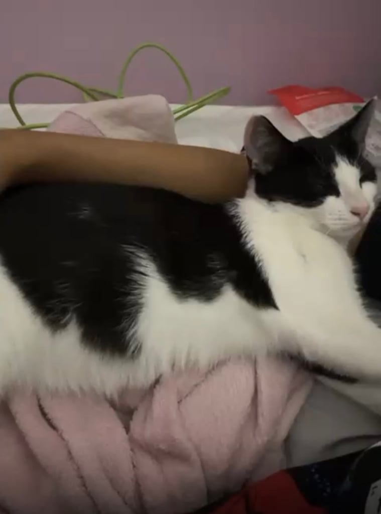 image for black and white six months old kitten 