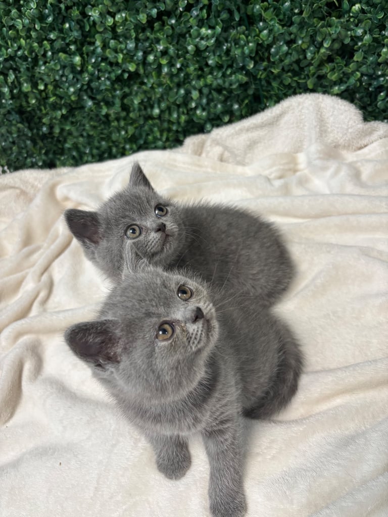 💕British Shorthair Blue Kittens💕
