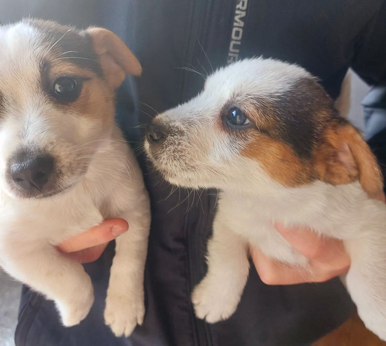 Stunning Jack Russell puppies 