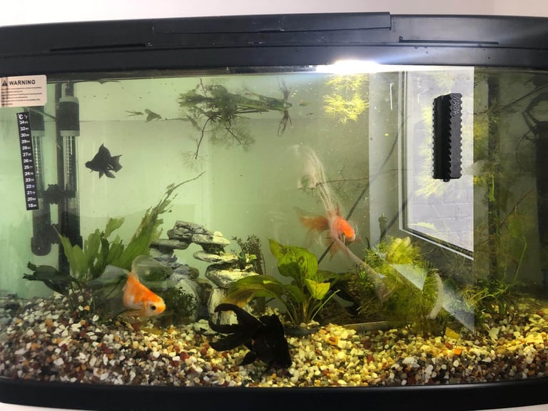 Fish and tank 