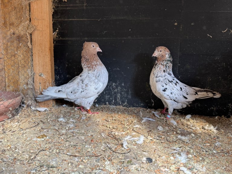 Iranian Pigeons For Sale