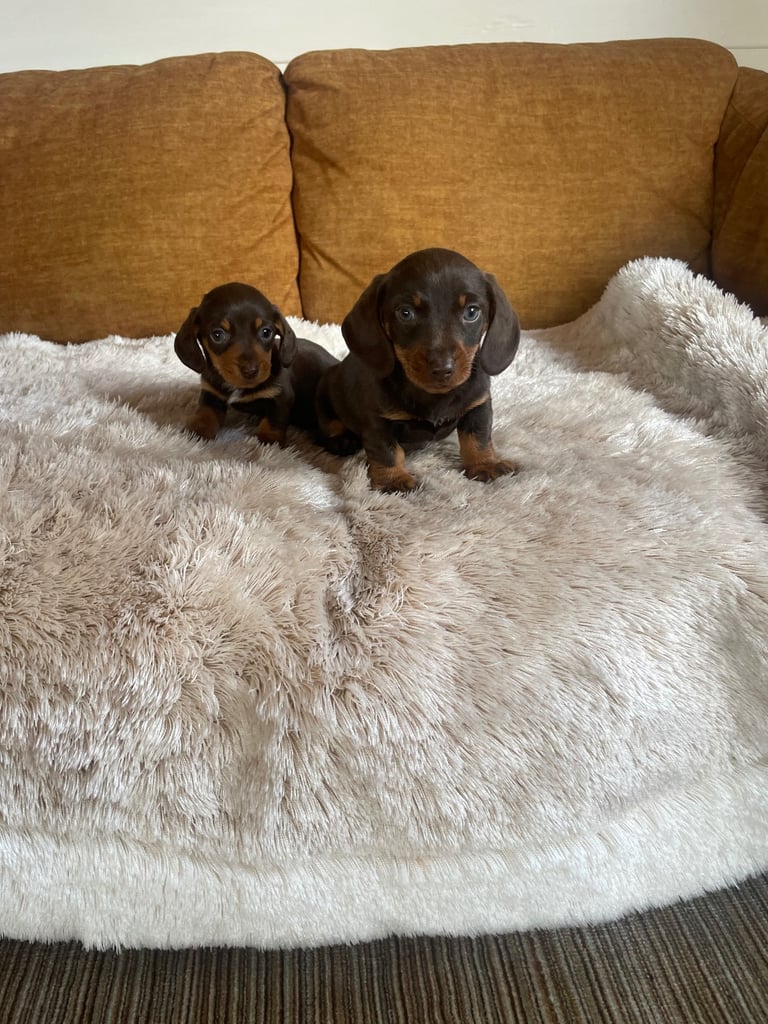 Miniature dachshund puppy 